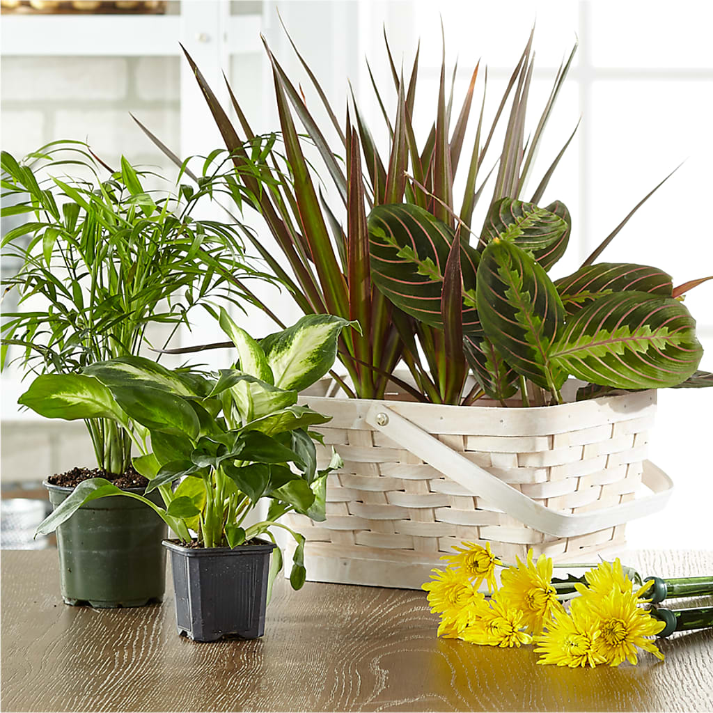 Florist Designed Blooming and Green Plants in a Basket – FLOWERSDYY, Hendersonville TN