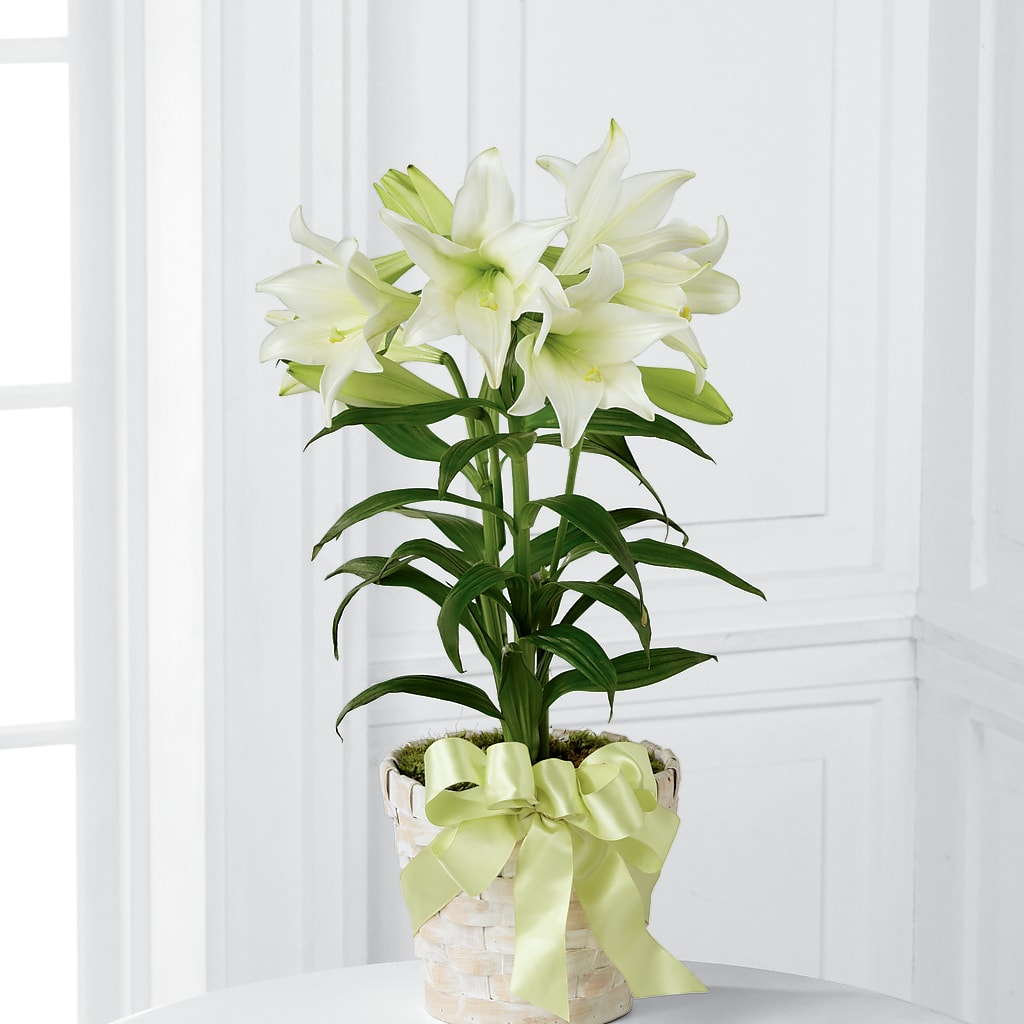 Easter Lily Plant – FLOWERSDYY, Hendersonville TN