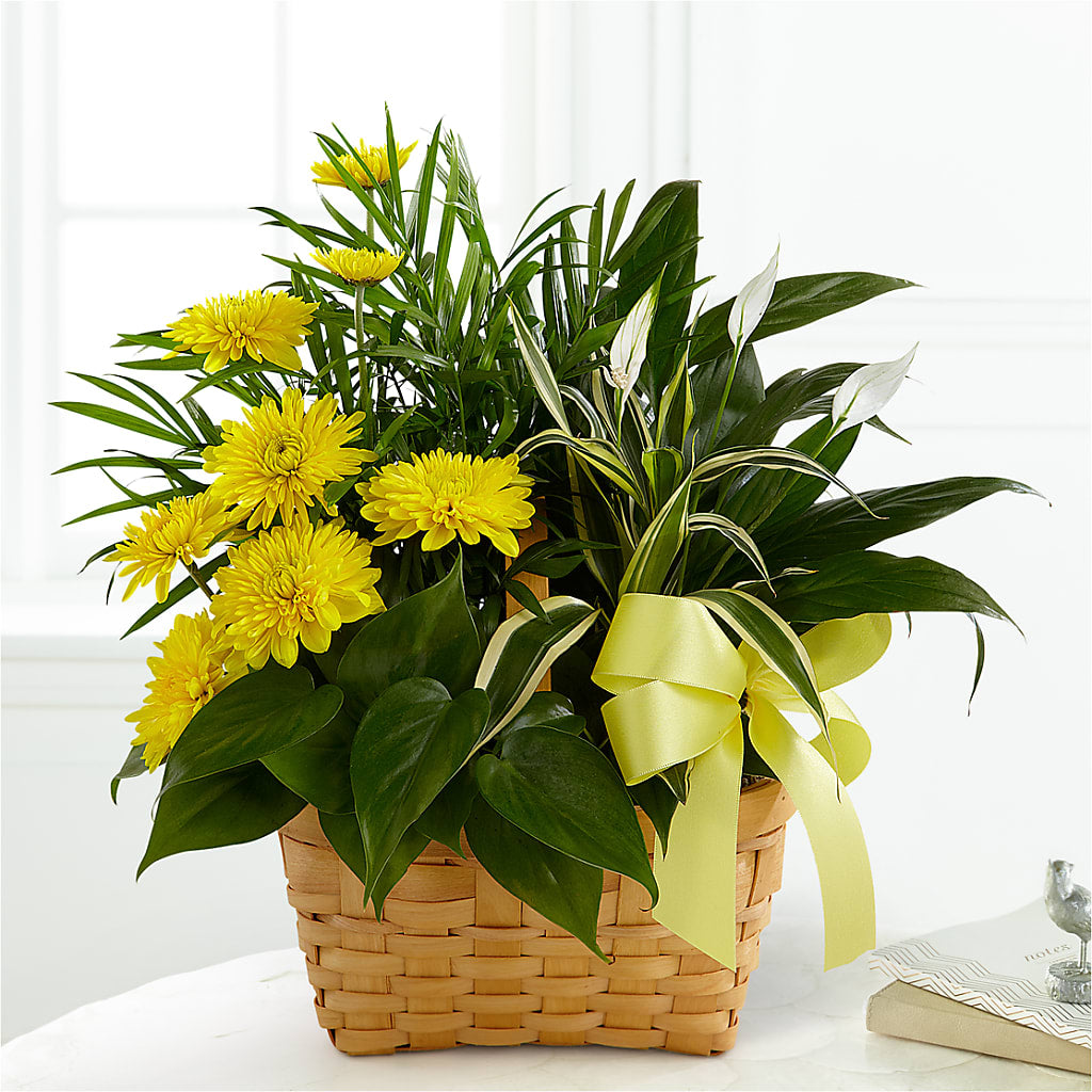 Loving Light Dishgarden – FLOWERS D & Y, Hendersonville TN