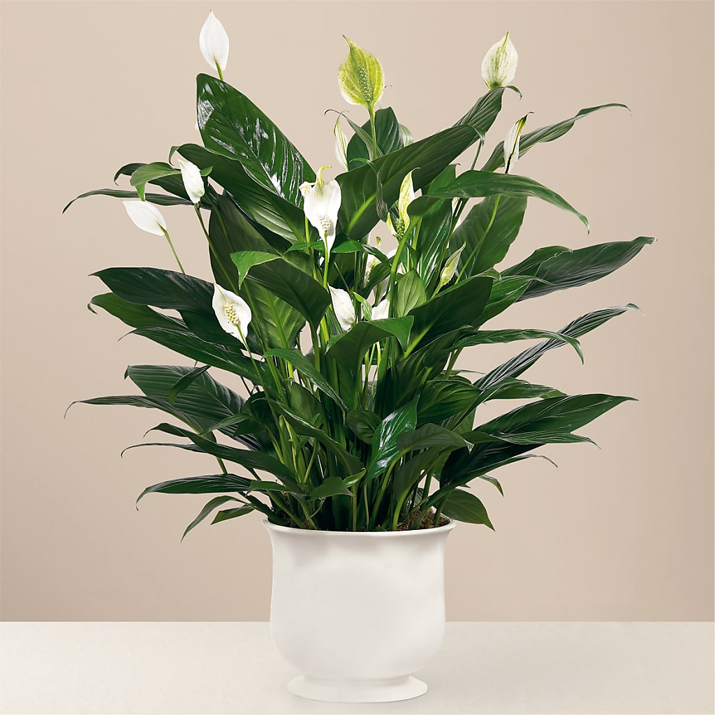 Comfort Planter – FLOWERSDYY, Hendersonville TN
