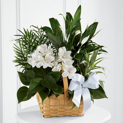 Peace & Serenity Dishgarden – FLOWERS D & Y, Hendersonville TN