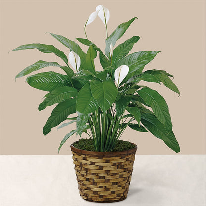 Tranquil Moments Peace Lily Plant – FLOWERS D & Y, Hendersonville TN