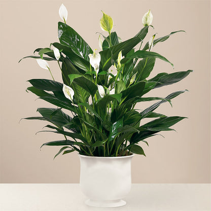 Comfort Planter – FLOWERSDYY, Hendersonville TN