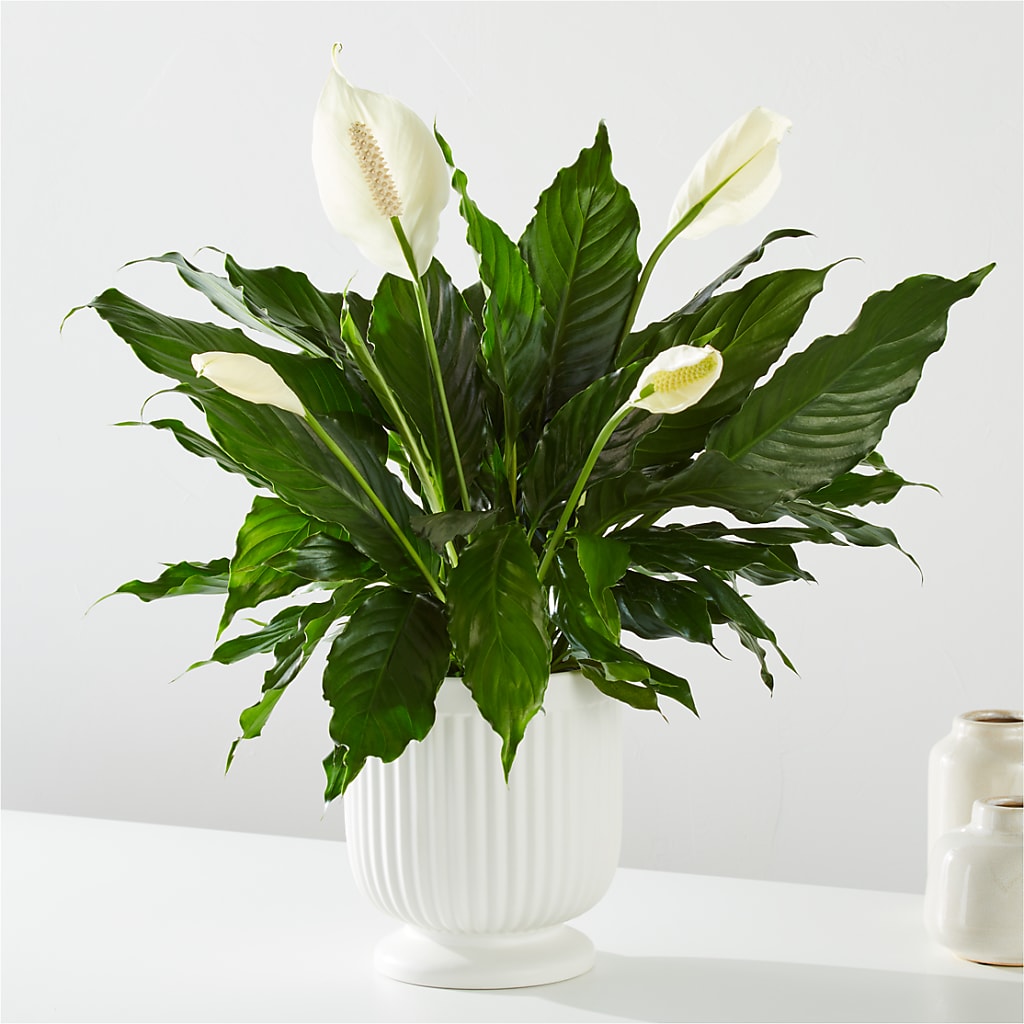 Comfort Planter – FLOWERS D & Y, Hendersonville TN