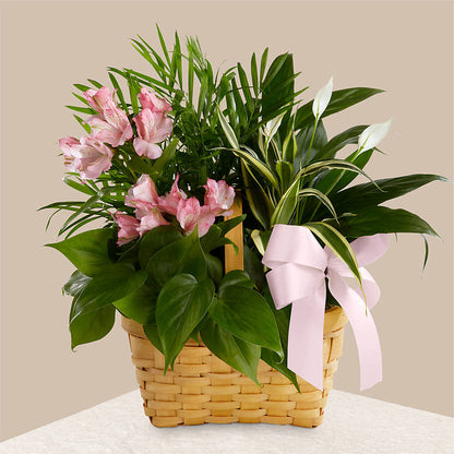 Living Spirit Dishgarden – FLOWERS D & Y, Hendersonville TN