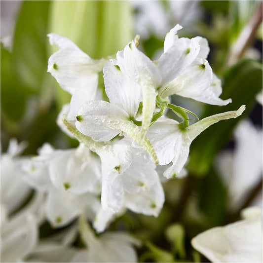 Classic Ivory – A Florist Original – FLOWERS D & Y, Hendersonville TN